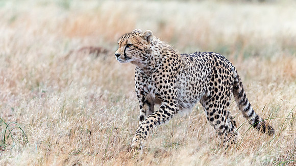 Cheeta-8