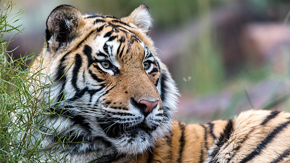 Tiger Canyon-2