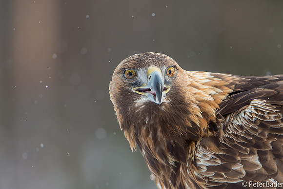 Eagle, Golden, Steenarend, Vogel, Zweden