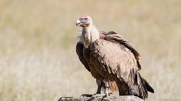 Vale Gier - Griffon Vulture