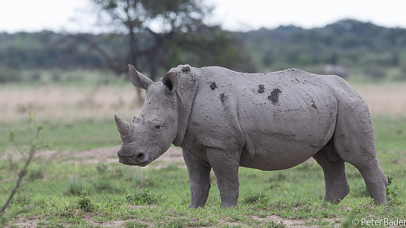 Witte Neushoorn - Wide Rhinoceros