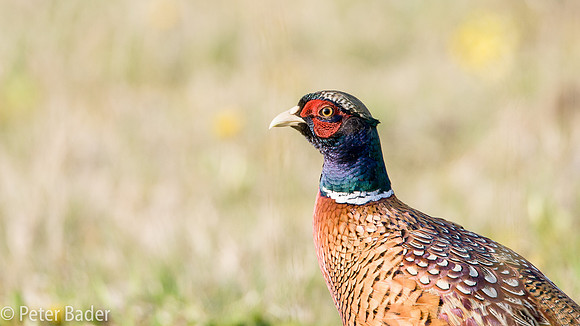 Fazant - Common Pheasant-9