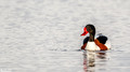 Bergeeend - Common Shelduck-3