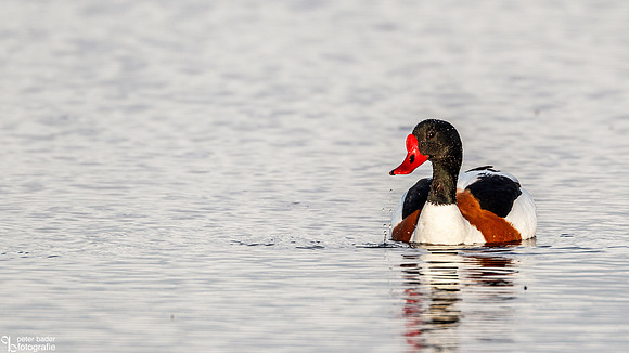 Bergeeend - Common Shelduck-3