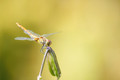 Bloedrode heidelibel - Sympetrum sanguineum