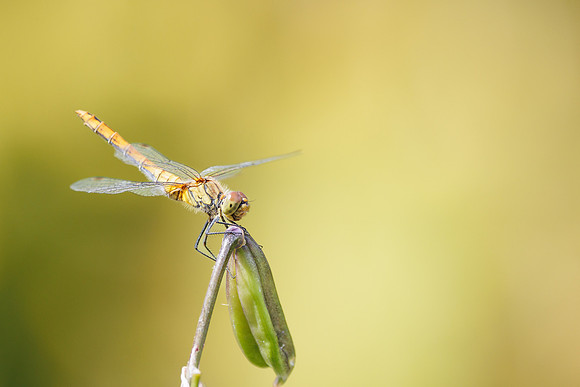 Bloedrode heidelibel - Sympetrum sanguineum