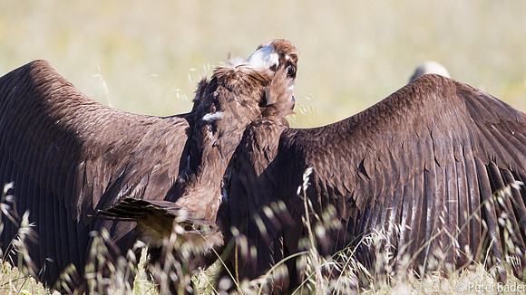 Monniksgier Gier - Cinereous Vulture