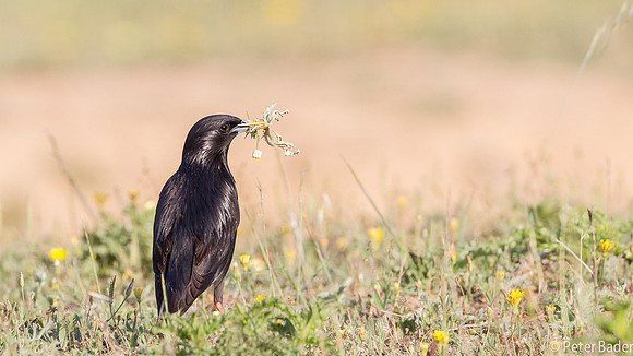 Zwarte Spreeuw - Spotless Starling