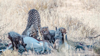 Kgalagadi twee Rivieren Restcamp