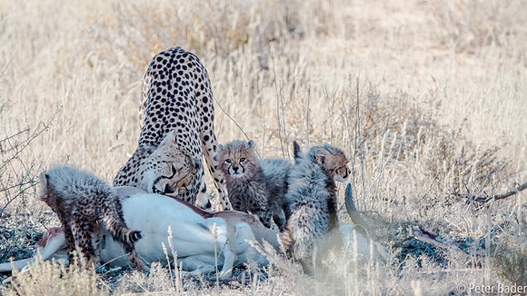 Kgalagadi-4