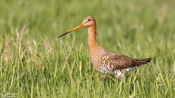 Grutto - Black-tailed Godwit-14