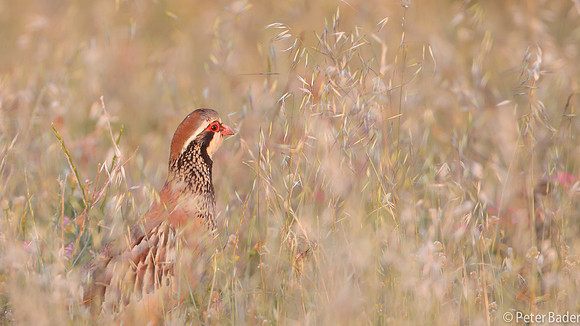 Rode Patrijs - Red-legged Partridge