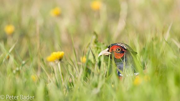Fazant - Common Pheasant-7