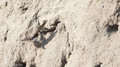 Oeverzwalum - Sand Martin-11