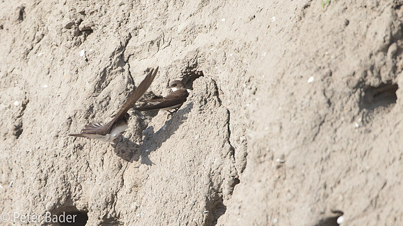 Oeverzwalum - Sand Martin-11