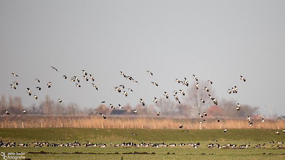 Kievit - Northern Lapwing-4