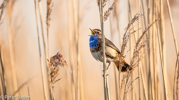 Blauwborst - Bluethroat-3
