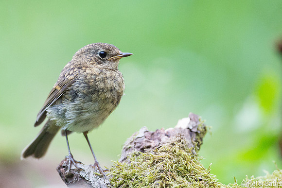 Juvenile Roodborst