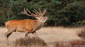 Edelhert - Red Deer