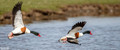 Bergeeend - Common Shelduck-7