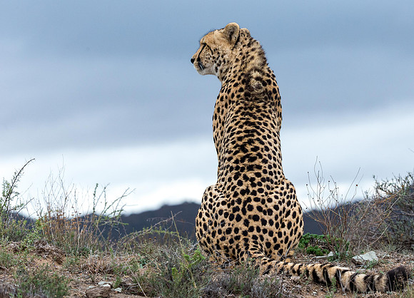 Cheeta-4
