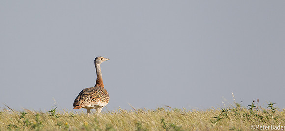 Grote Trap - Great Bustard