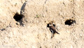 Overzwalum - Sand Martin-1