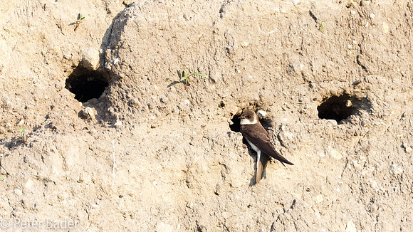 Overzwalum - Sand Martin-1