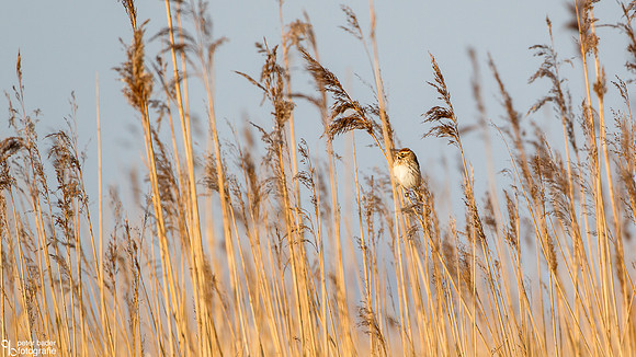 Rietgors - Common Reed Bunting-1