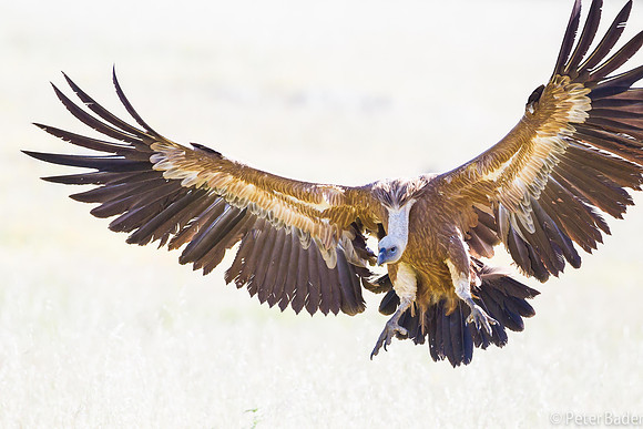 Vale Gier - Griffon Vulture