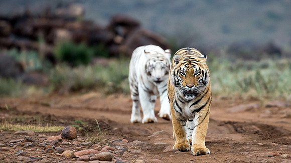 Tiger Canyon-10