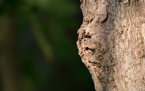 "Common Redstart", Duinen, Egmond, "Egmondse duinen", "Gekraagde Roodstaart", "Peter Bader"