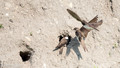 Overzwalum - Sand Martin-5