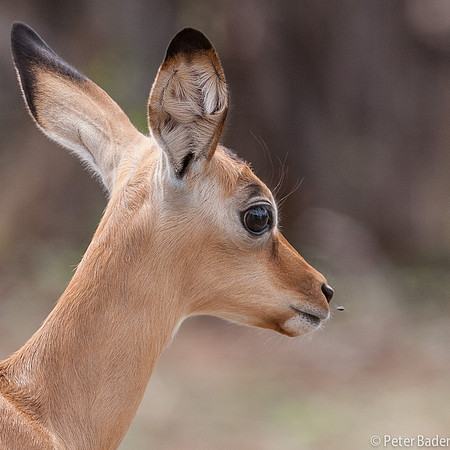 Impala