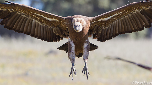 Vale Gier - Griffon Vulture