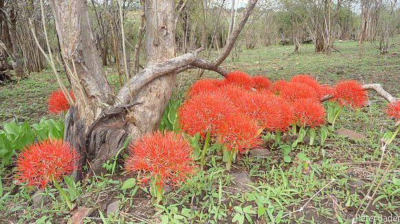 Botswana-36