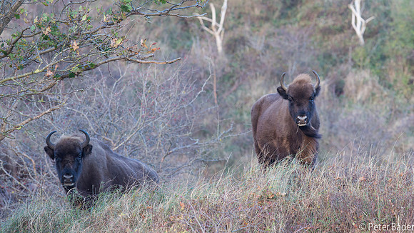 Wisent - European Bison-6