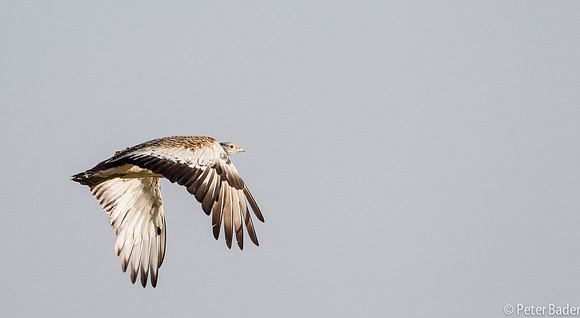 Grote Trap - Great Bustard