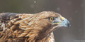 Golden Eagle-2