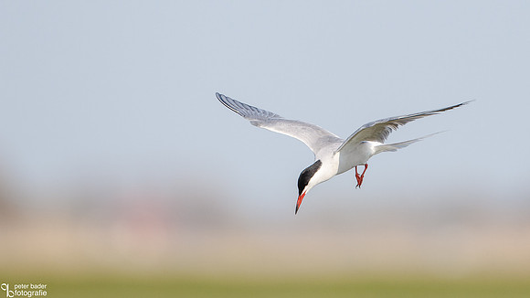 Visdief - Common Tern-1