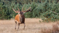 Edelhert - Red Deer