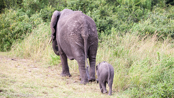 Olifant - Elephant-4