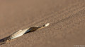 Sidewinding Adder-9