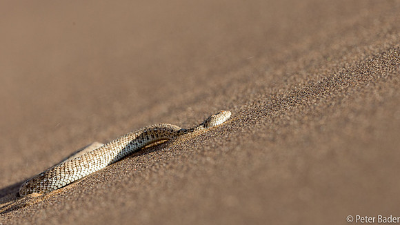 Sidewinding Adder-9