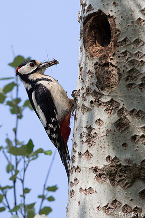 Grote Bonte Specht - Great Spotted Woodpecker