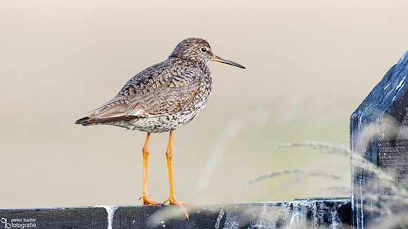 Tureluur - Common Redshank-1