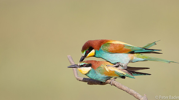 Bijeneter - European Bee Eater