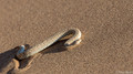 Sidewinding Adder-8