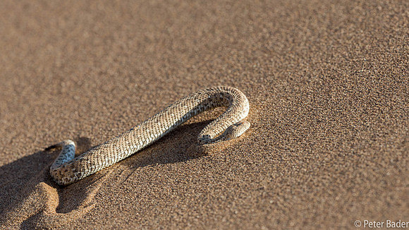 Sidewinding Adder-8