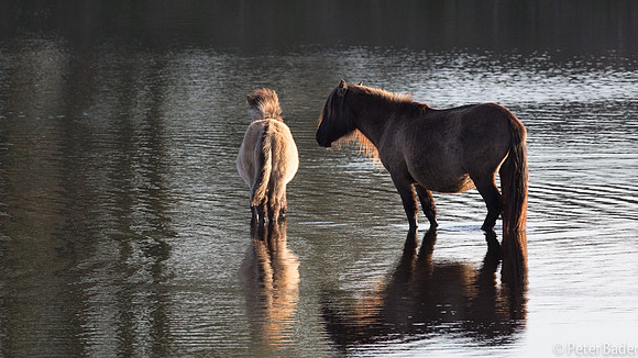 Konikpaard - Konik horse-1